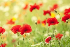 彩吧论坛首页17年4月30日福彩三地开奖号码是多少?